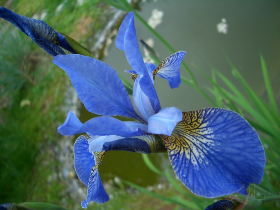 Аквилегия, астильба, лилейник, Ирис болотный, Сибирский