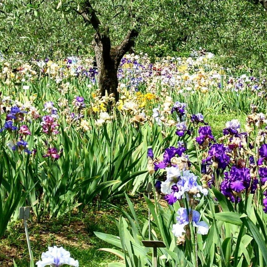 Укиё-э ирисы