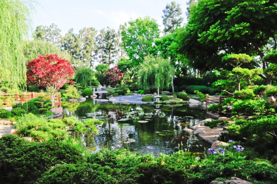 Ирисы Косон Охара