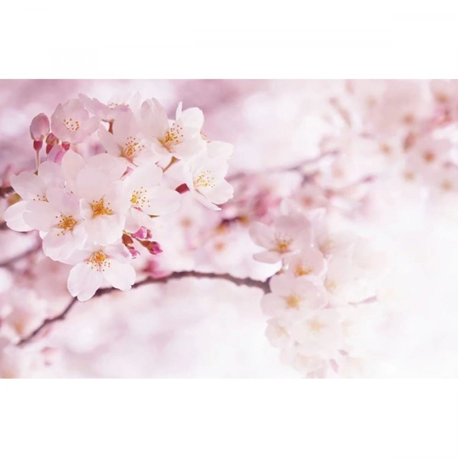 Фреска Сакура