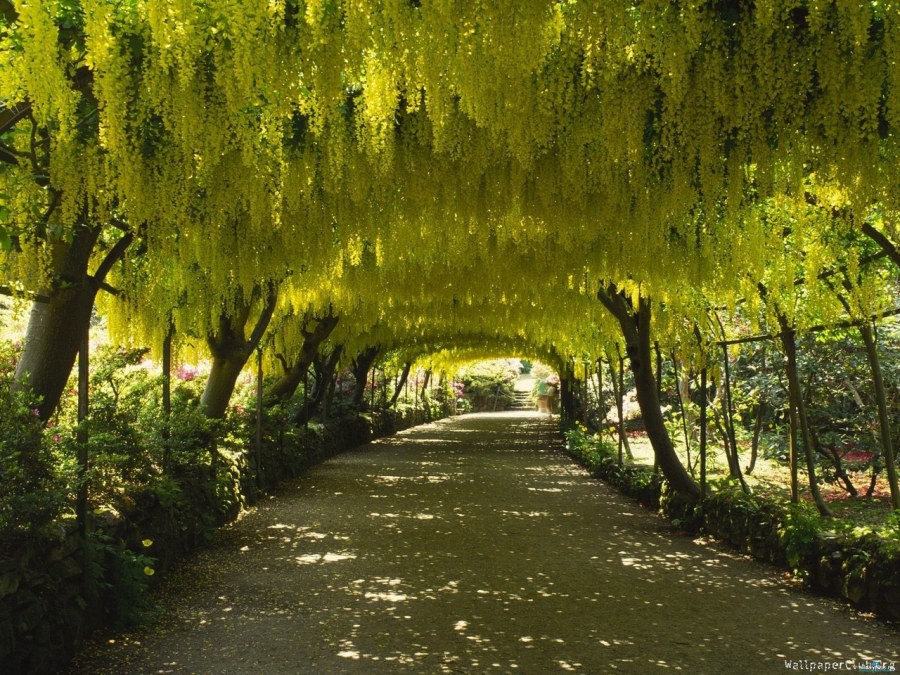 Бобовник осенний аллея