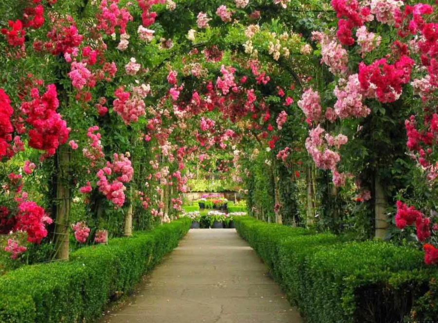Ботанический сад цветы розарий