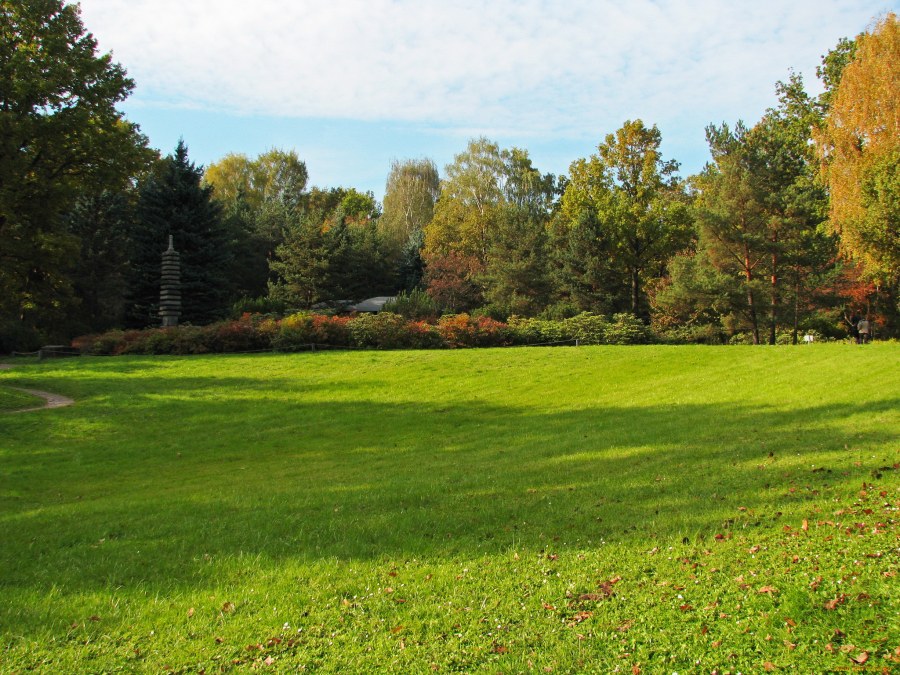 Лужайка с деревьями