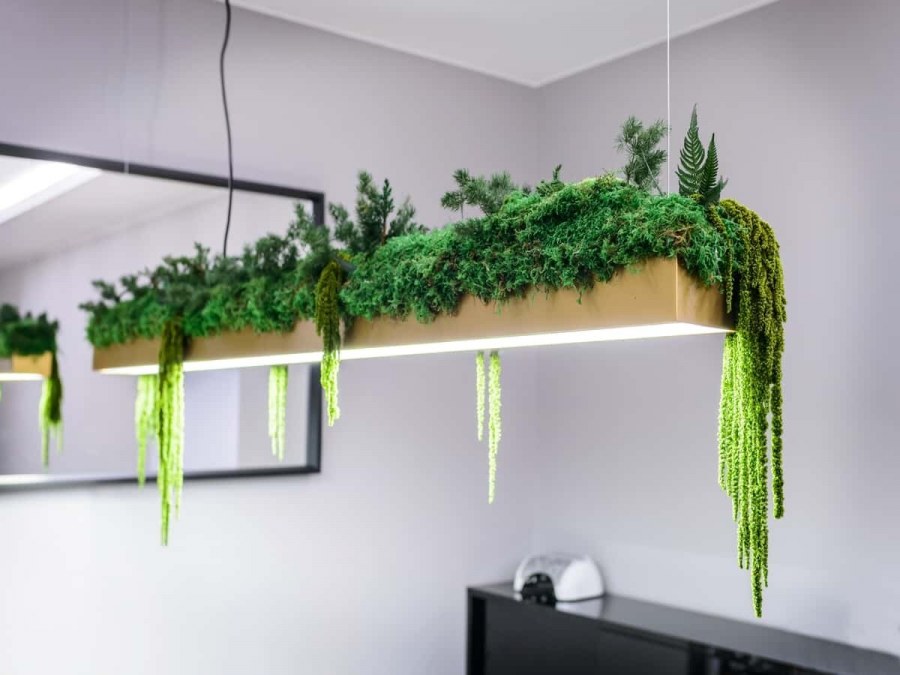 Нефролепис фитостена