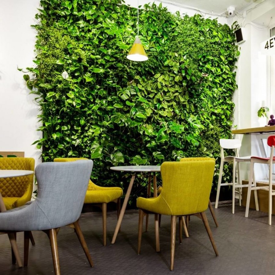 Фитостены в кафе