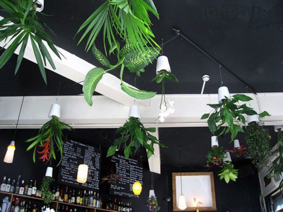 Подвесные растения на потолок