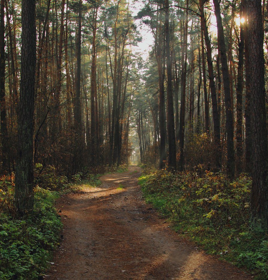 Осень в Сосновом Бору