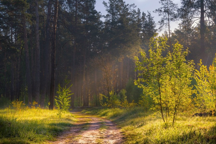 Леса Вологодской области