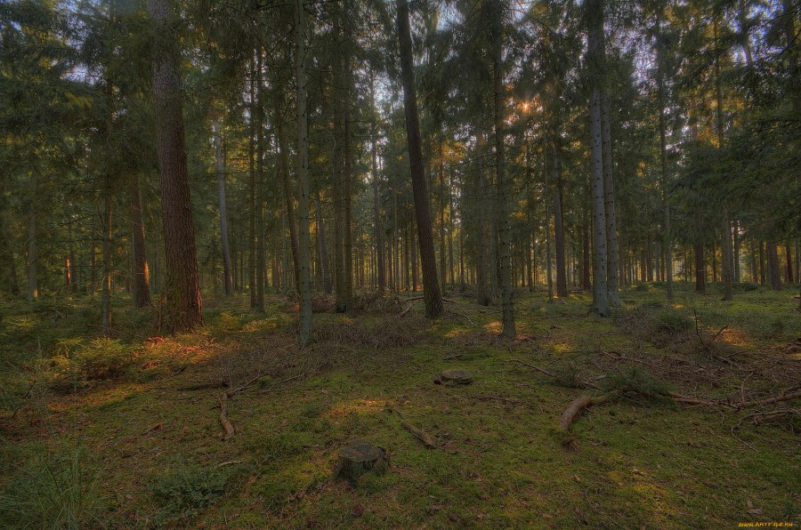 Подмосковные леса опушка