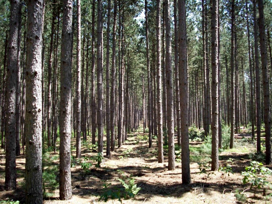 Шернский лес