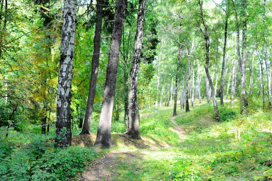 Черустинский лес