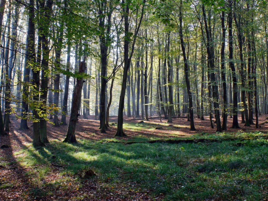 Природа лес