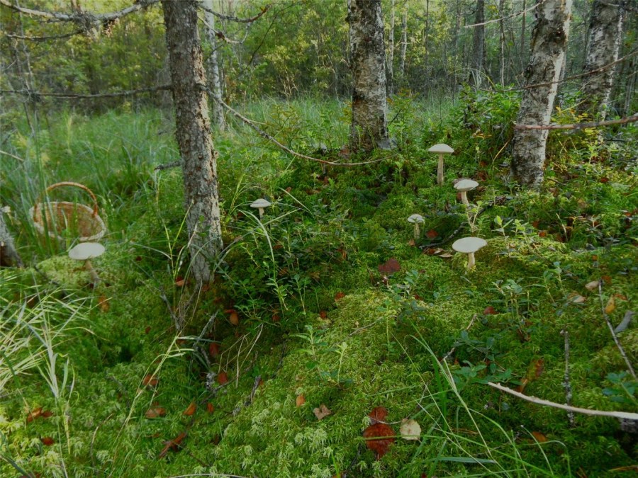 Дубковский лес Одинцовский район