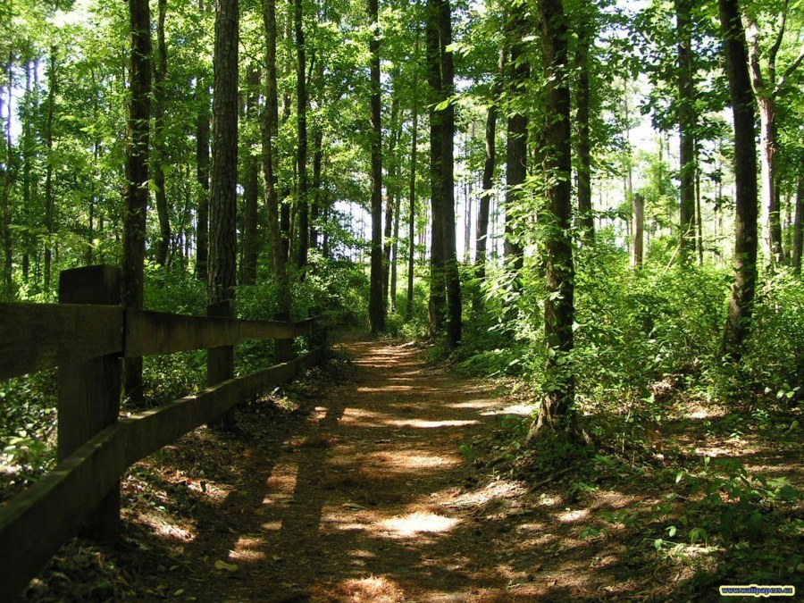 Парки в лесу