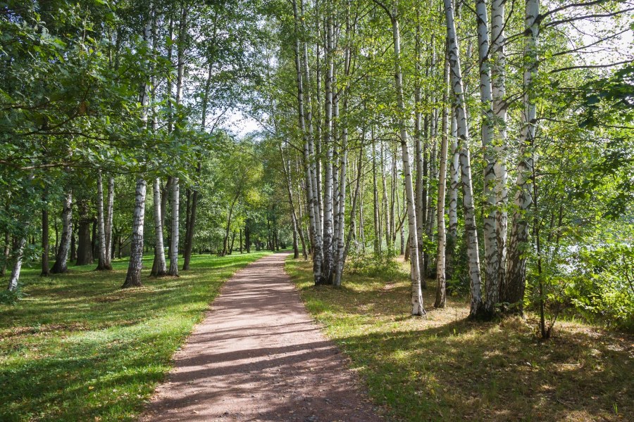 Парк Дубки СПБ