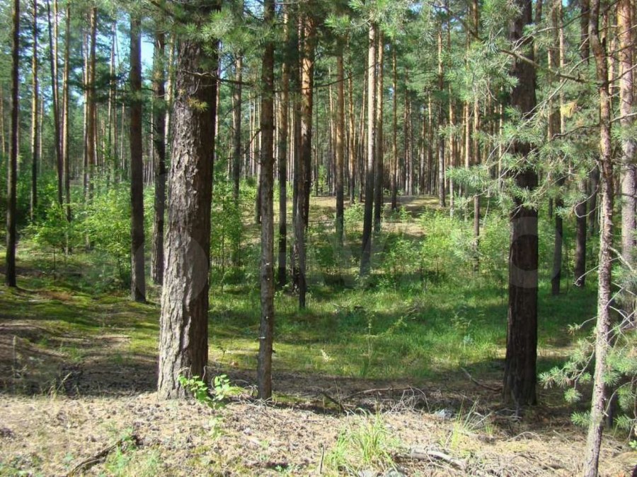 Сосновый Бор Очер