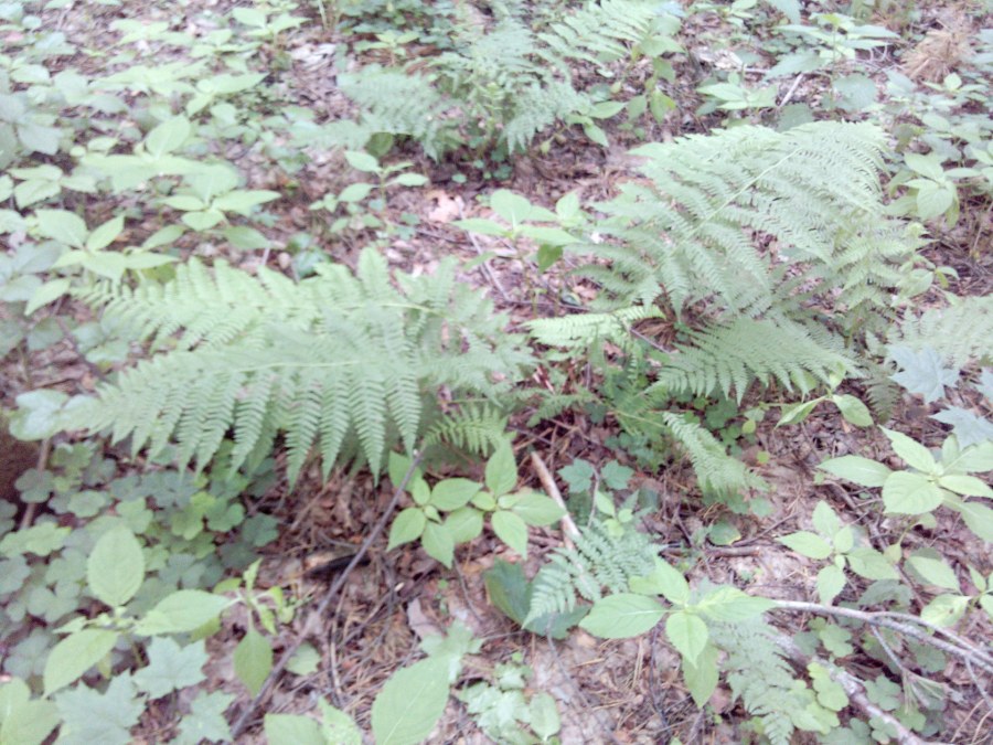 Дубковский лес Одинцовский район