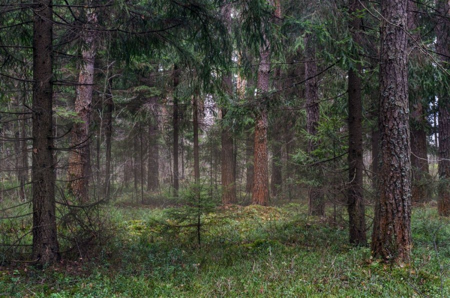 Владимирская Мещёра леса