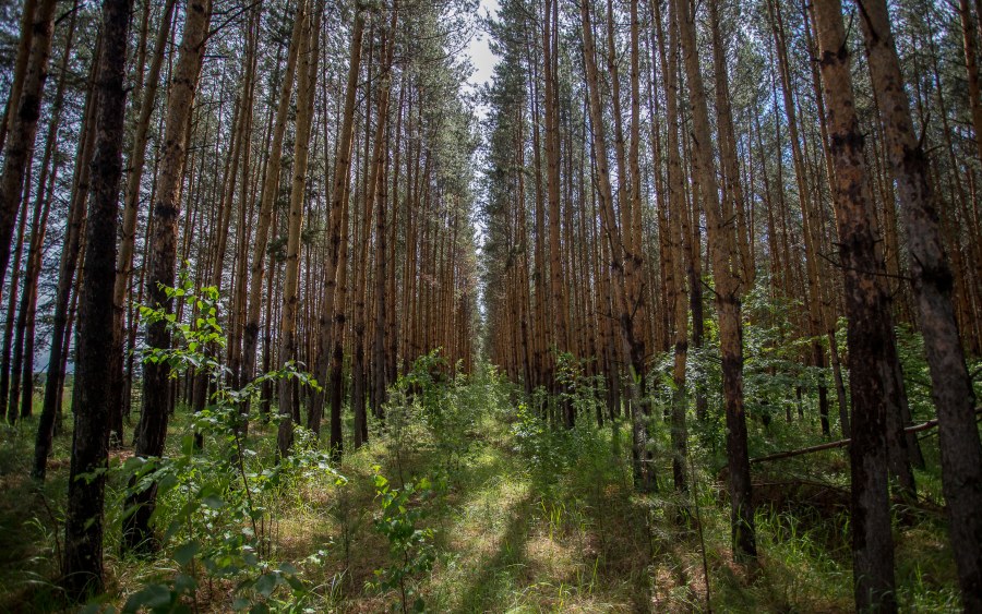 Новосибирск лес