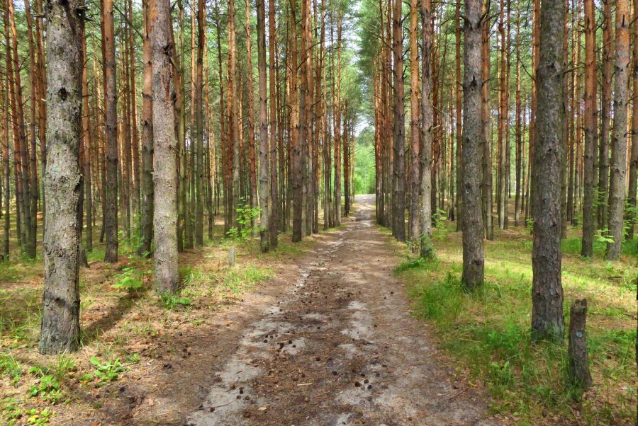 Брянск Сосновый Бор леса