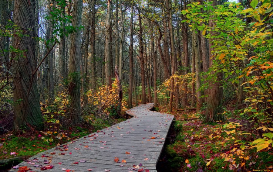 Деревянные тропинки в лесу
