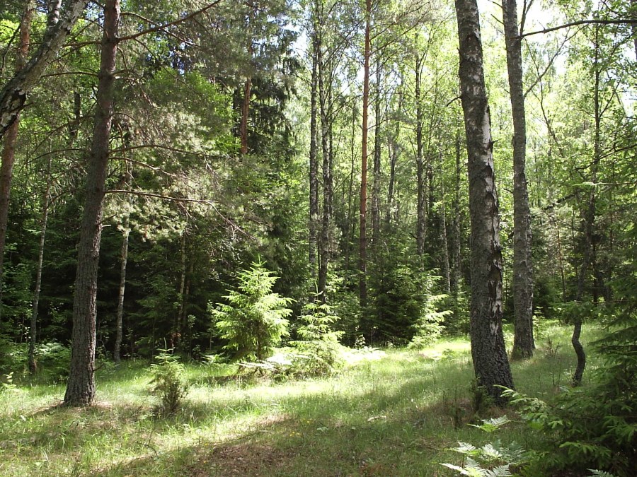 Шилыковский лес