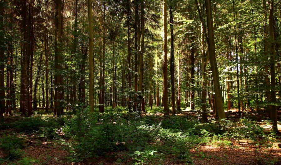 Загорьевский лес Тульская область
