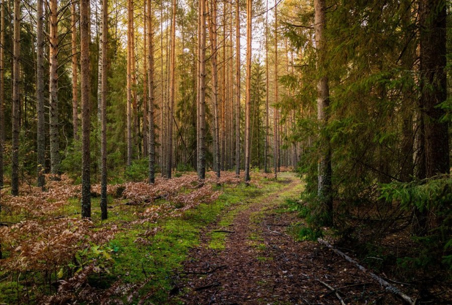 Таежный лес в тайге