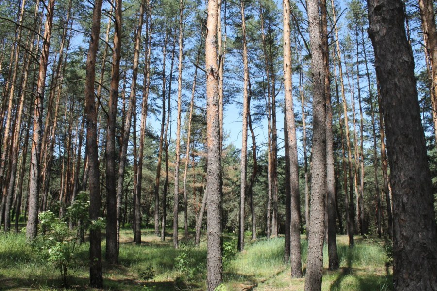 Сосняк ЯГОДНИКОВЫЙ