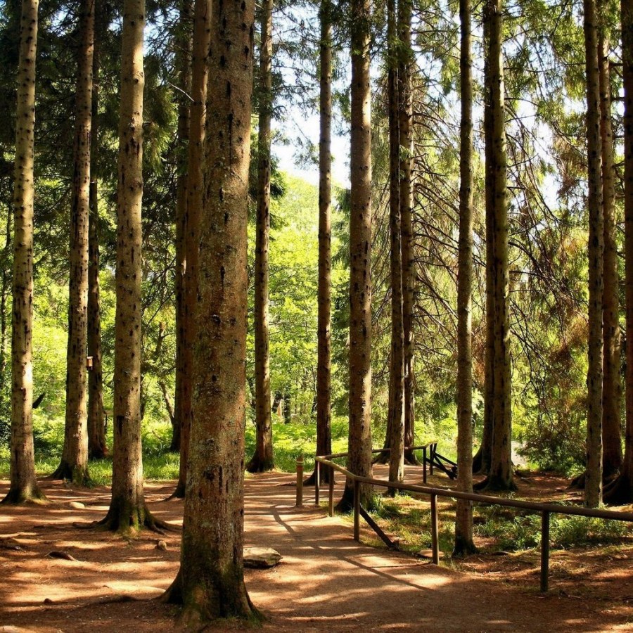 Сосновый лес Ленинградская область тропа