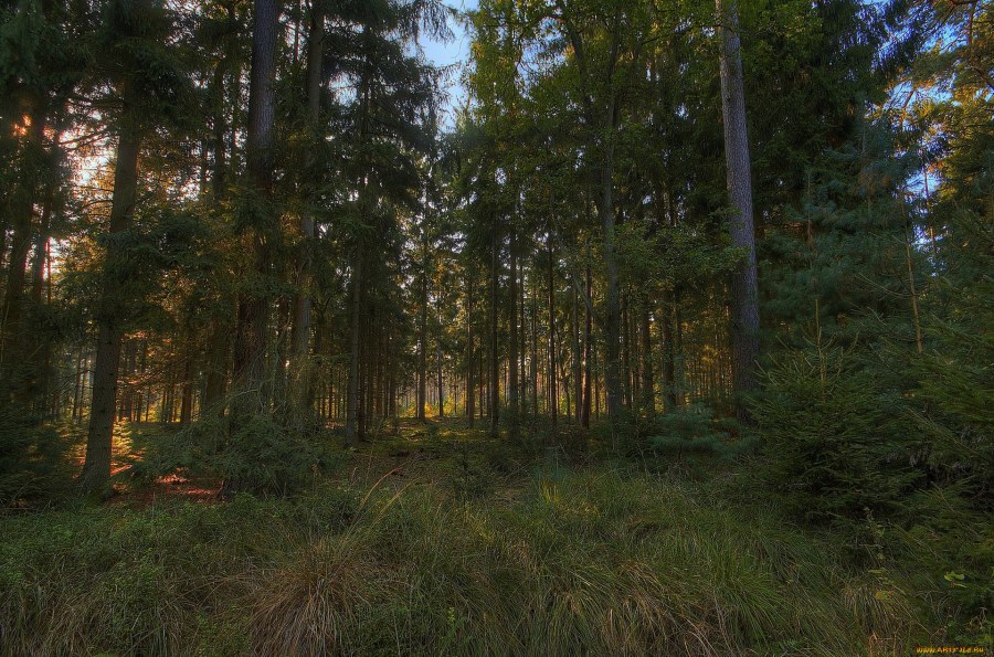 Панорама леса