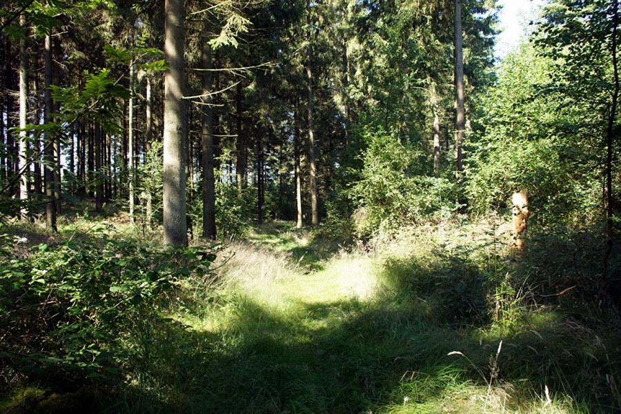 Лесные ресурсы Дании Дании