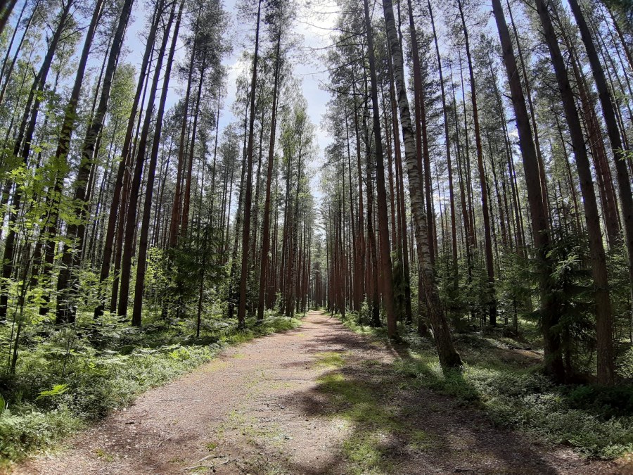 Сосновый лес Гридюкино