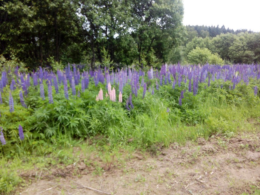 Дубковский лес Одинцовский район