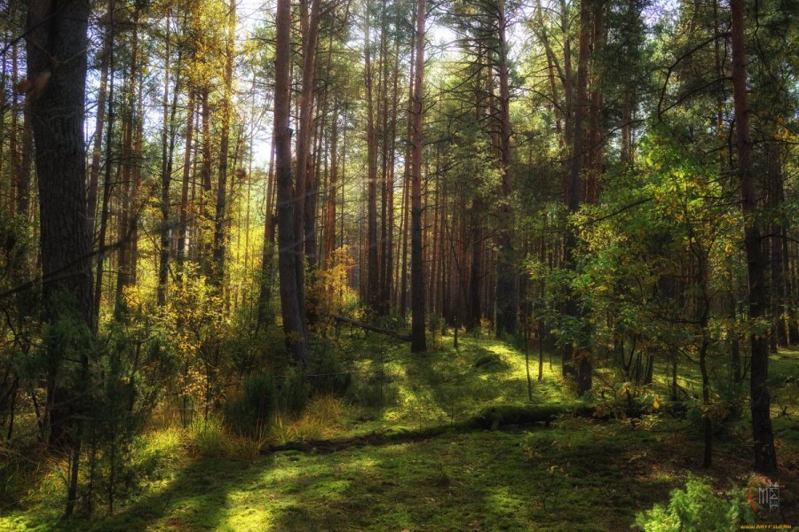 Лес Бор роща