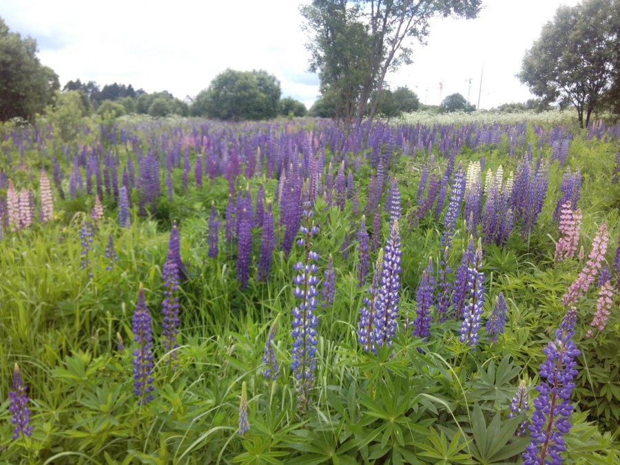 Дубковский лес Одинцовский район