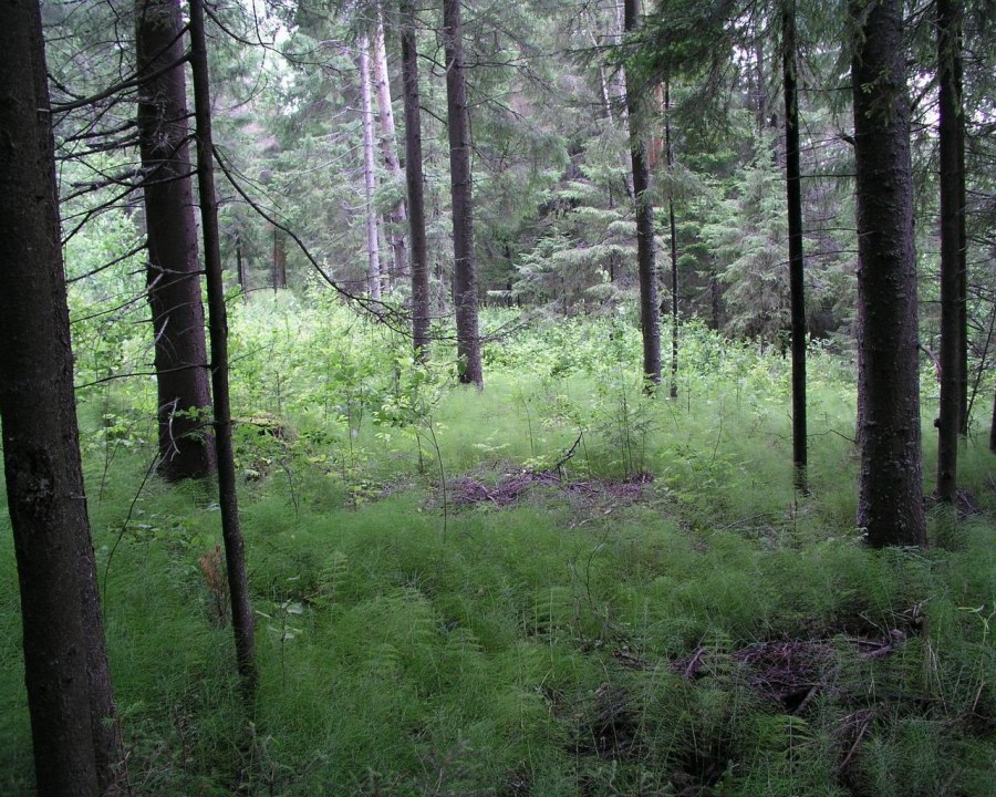 Широколиственные леса травяной Покров