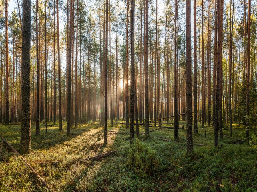 Тайга Сосновый Бор