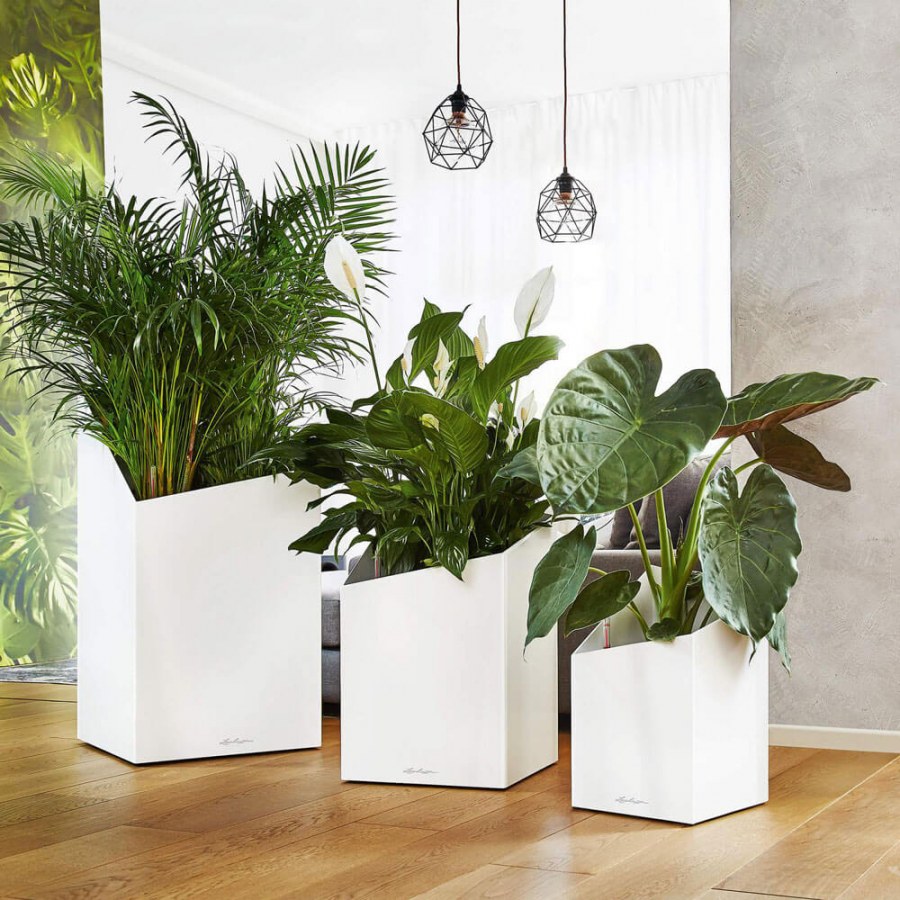 Юкка в кашпо Лечуза