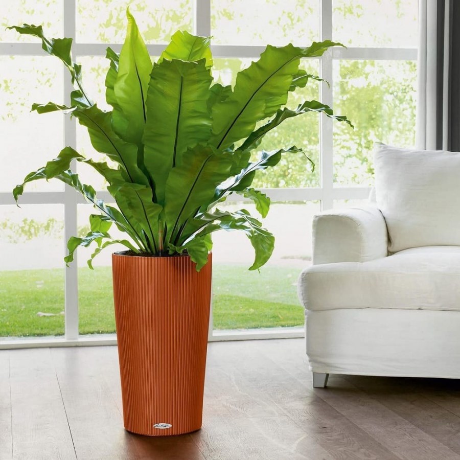 Lechuza cilindro Color 32 белый