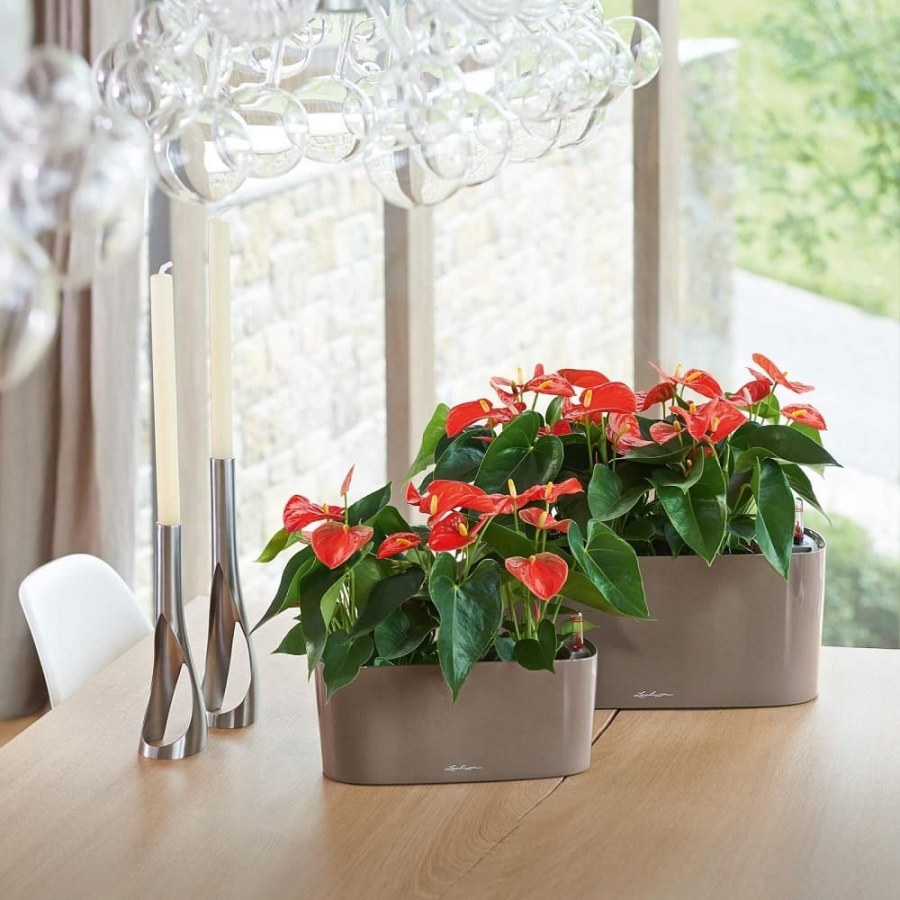 Кашпо Lechuza Delta