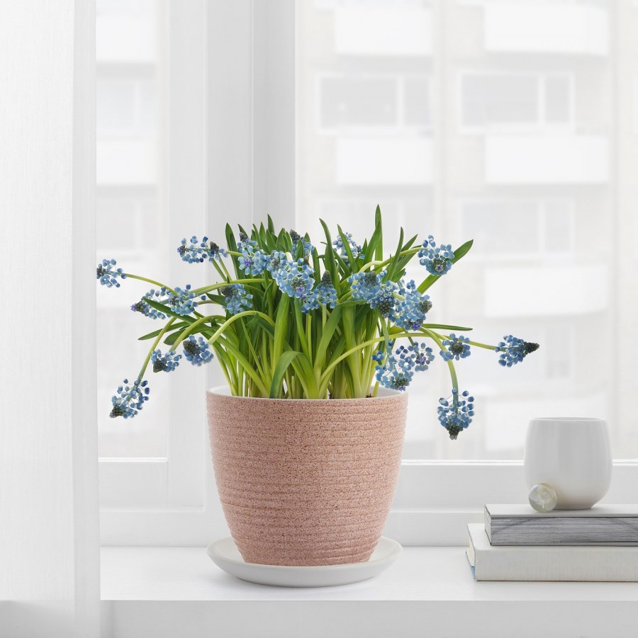 Кашпо Мускат икеа