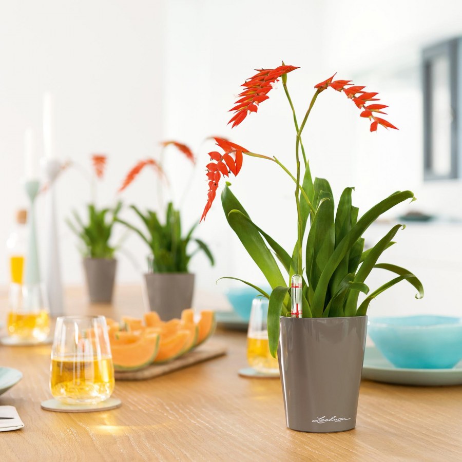 Кашпо Лечуза Дельтини