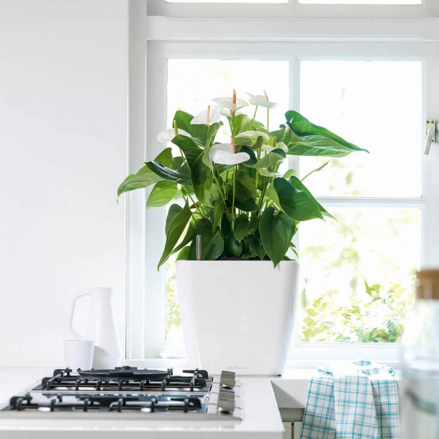 Кашпо Lechuza Quadro