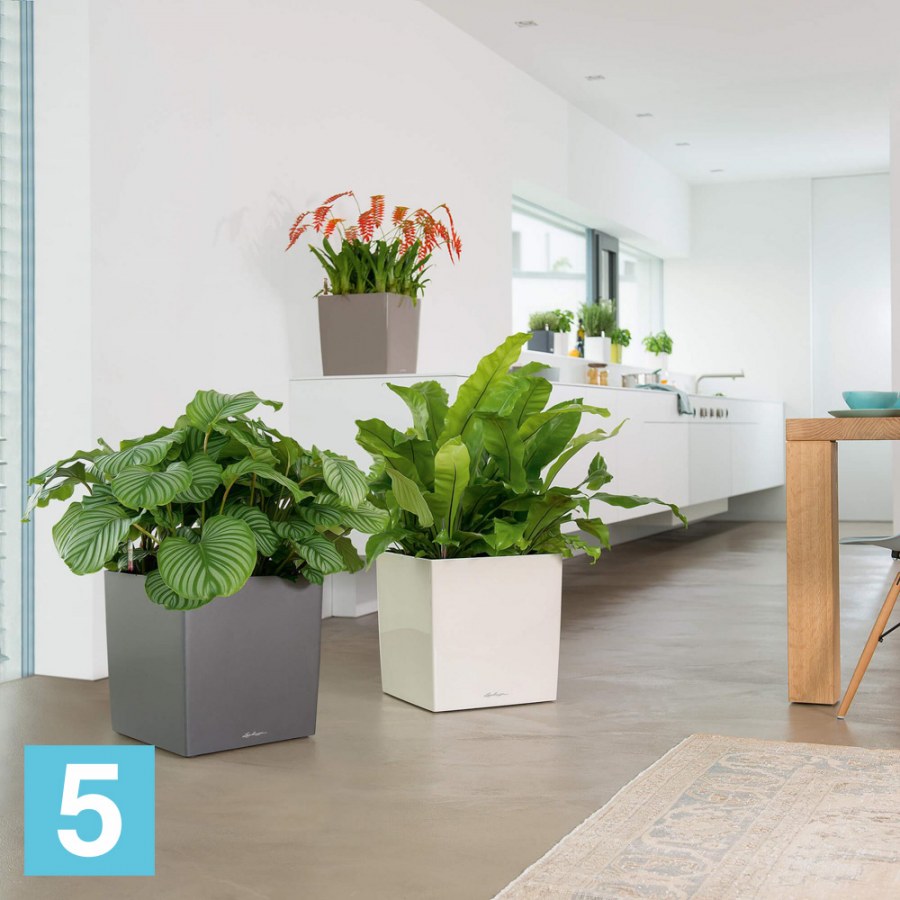 Lechuza Cube Premium