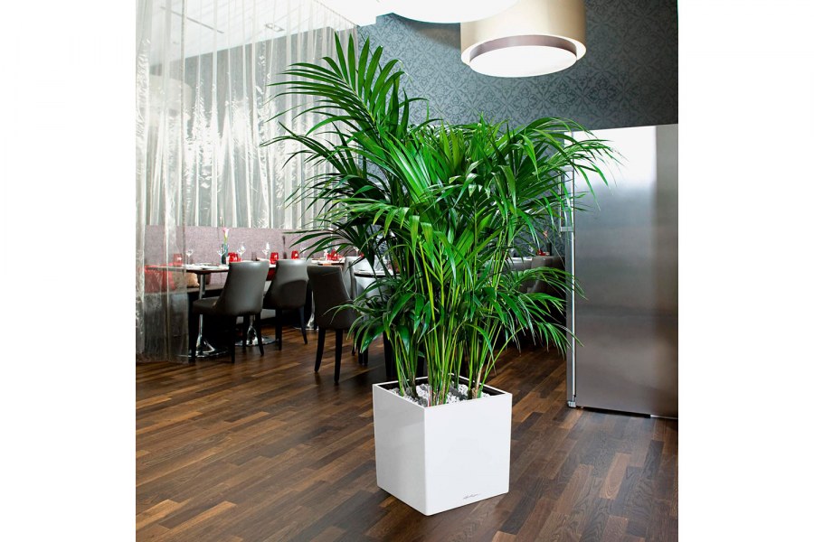 Кашпо Лечуза Квадро