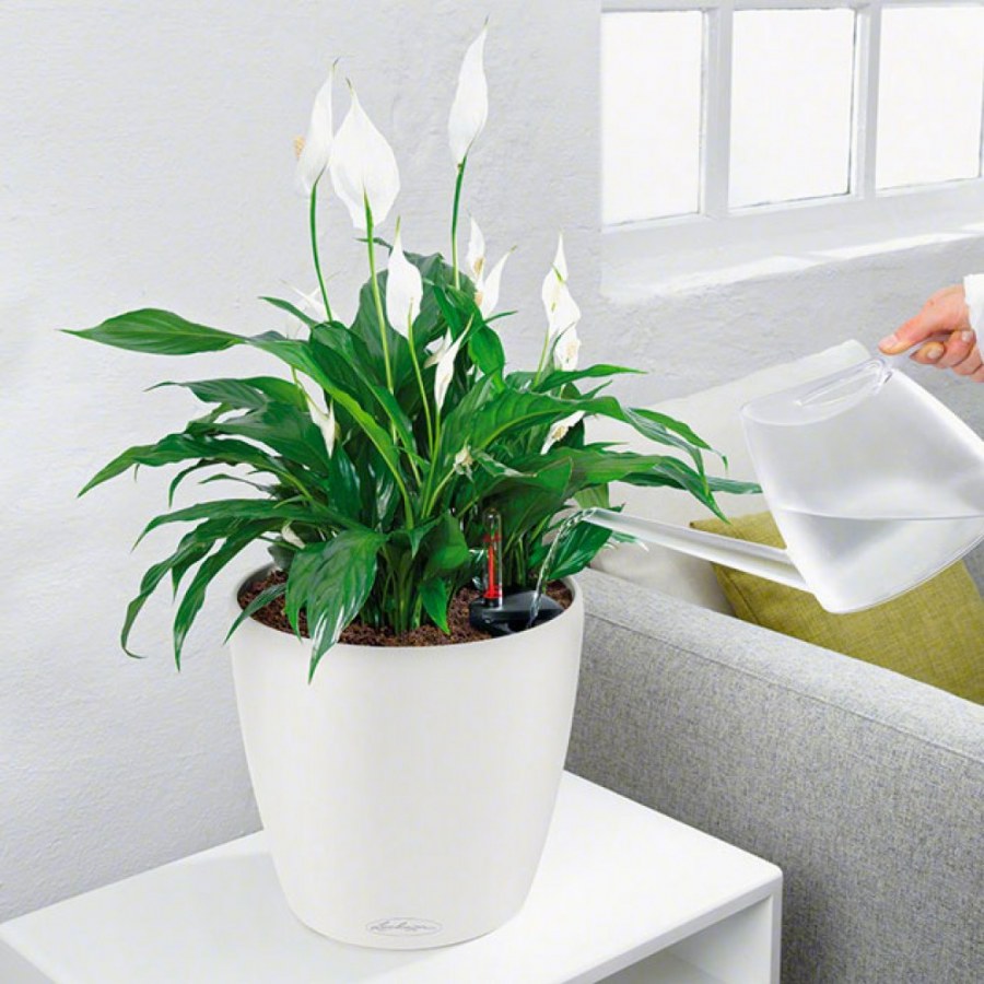 Lechuza Classico Color 35