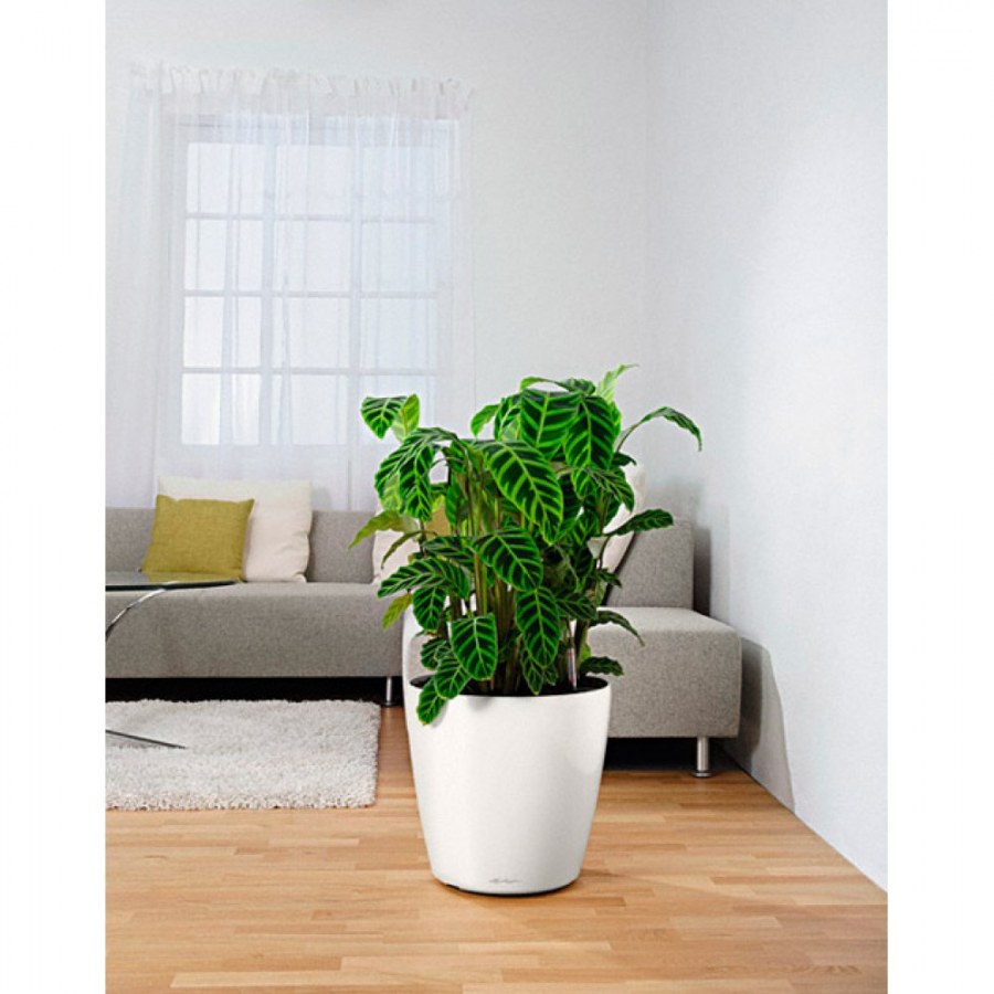 Lechuza Classico Color 43