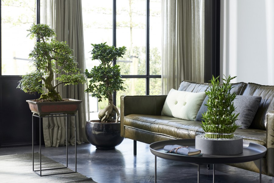 Nordic Zen and Plants