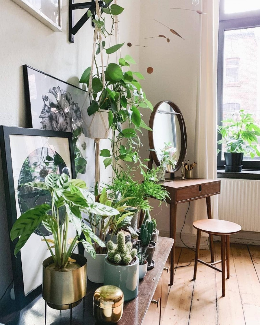 Растения в интерьере дзен